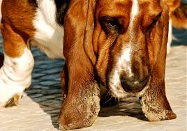 The Hound Group